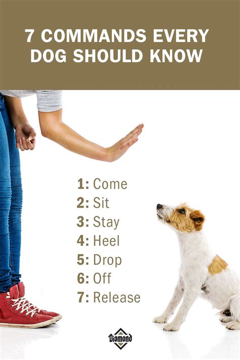German Dog Commands (if your dog speaks German) Sitz (zitz. . Ukrainian dog commands